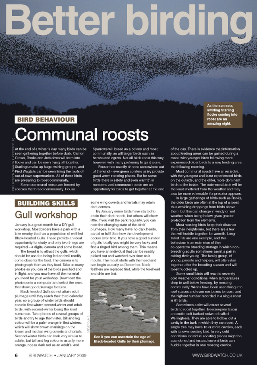 Birdwatch Magazine Preview Pages