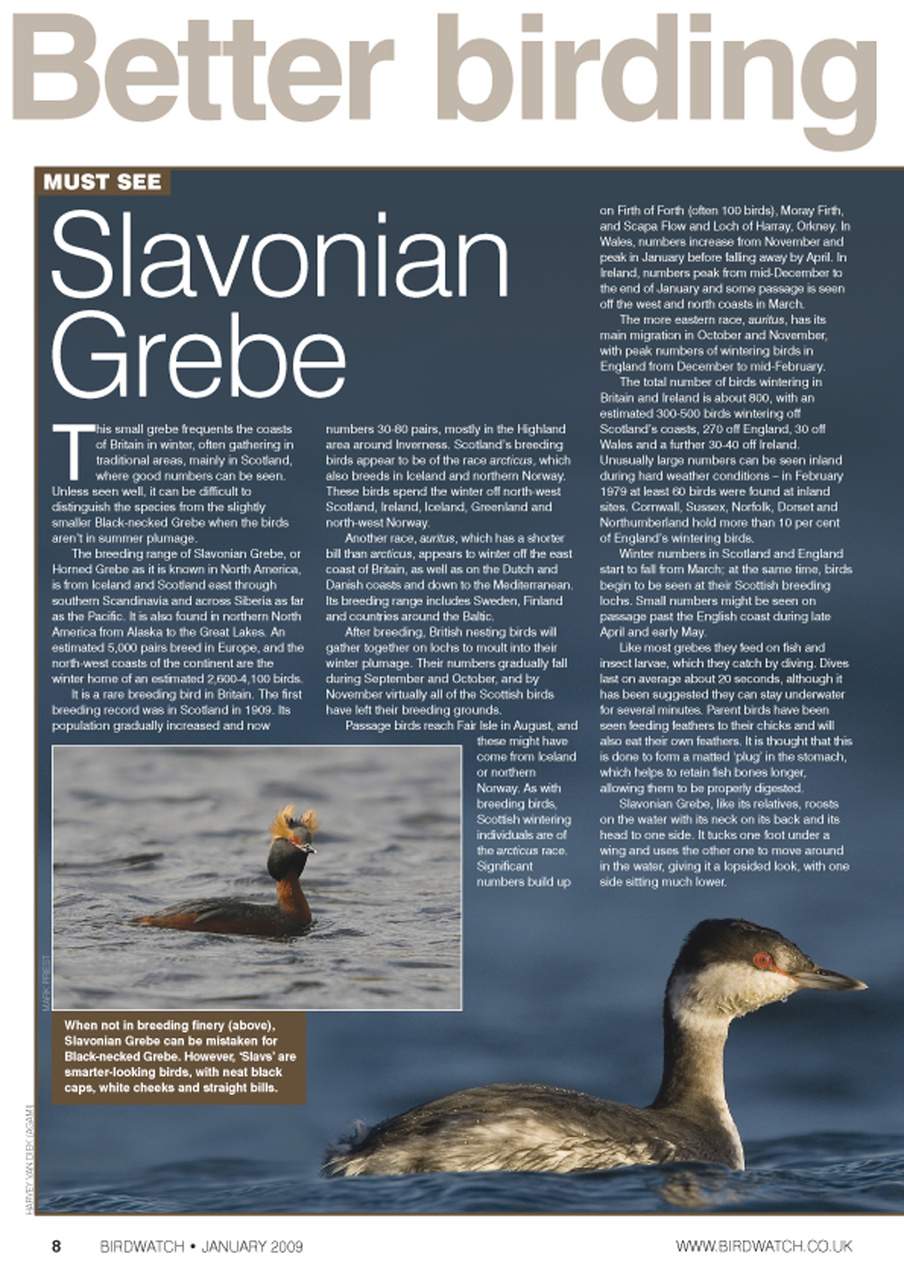 Birdwatch Magazine Preview Pages