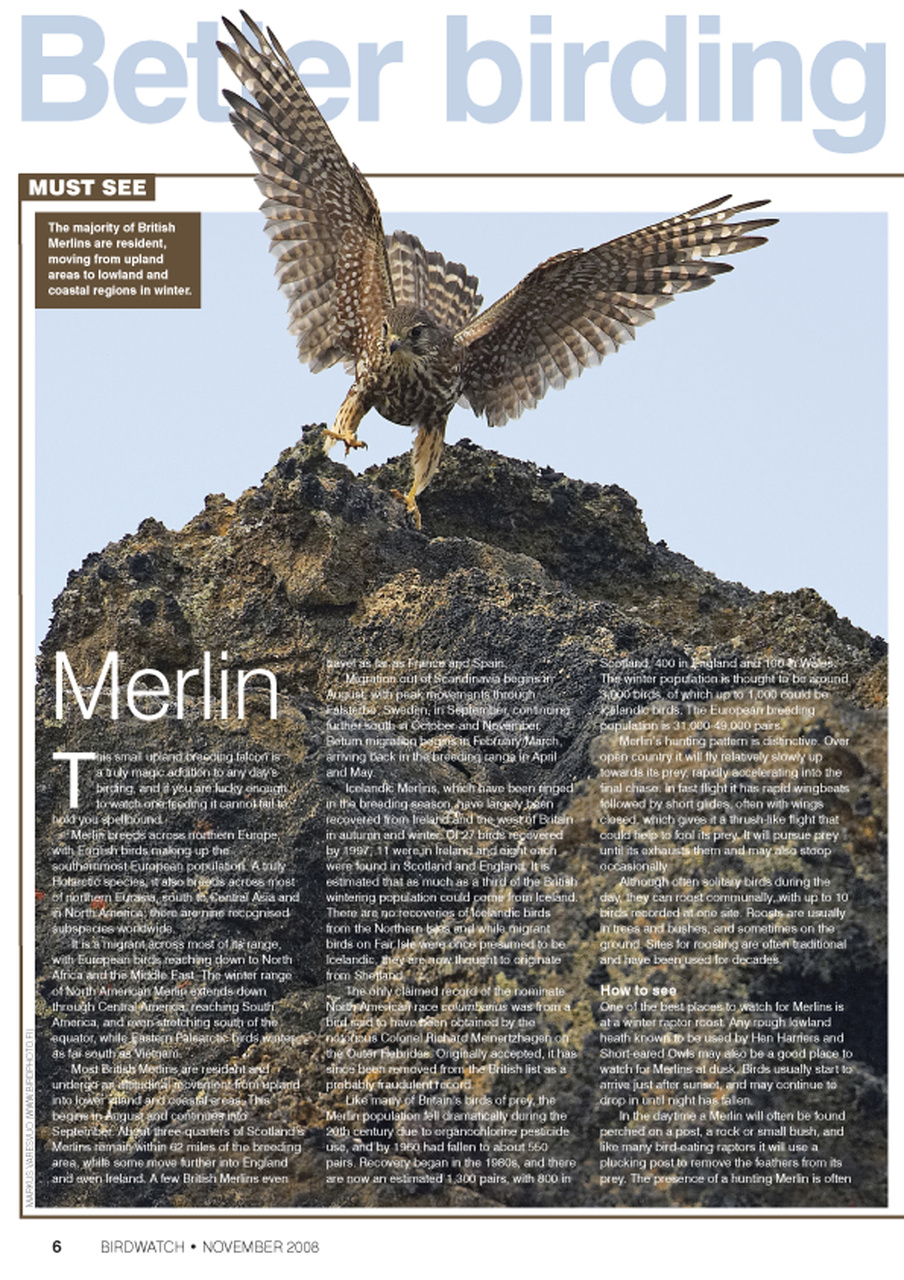 Birdwatch Magazine Preview Pages