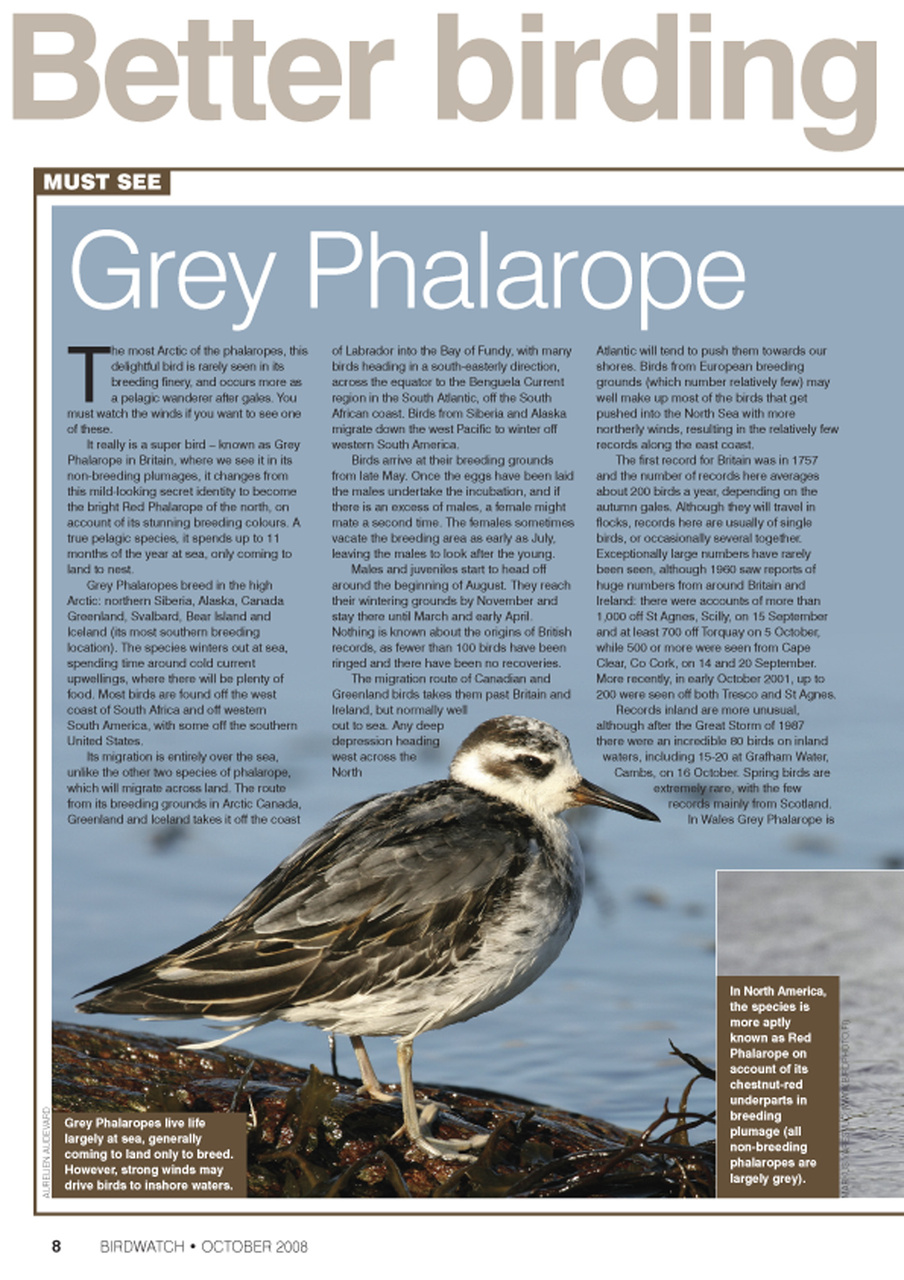 Birdwatch Magazine Preview Pages