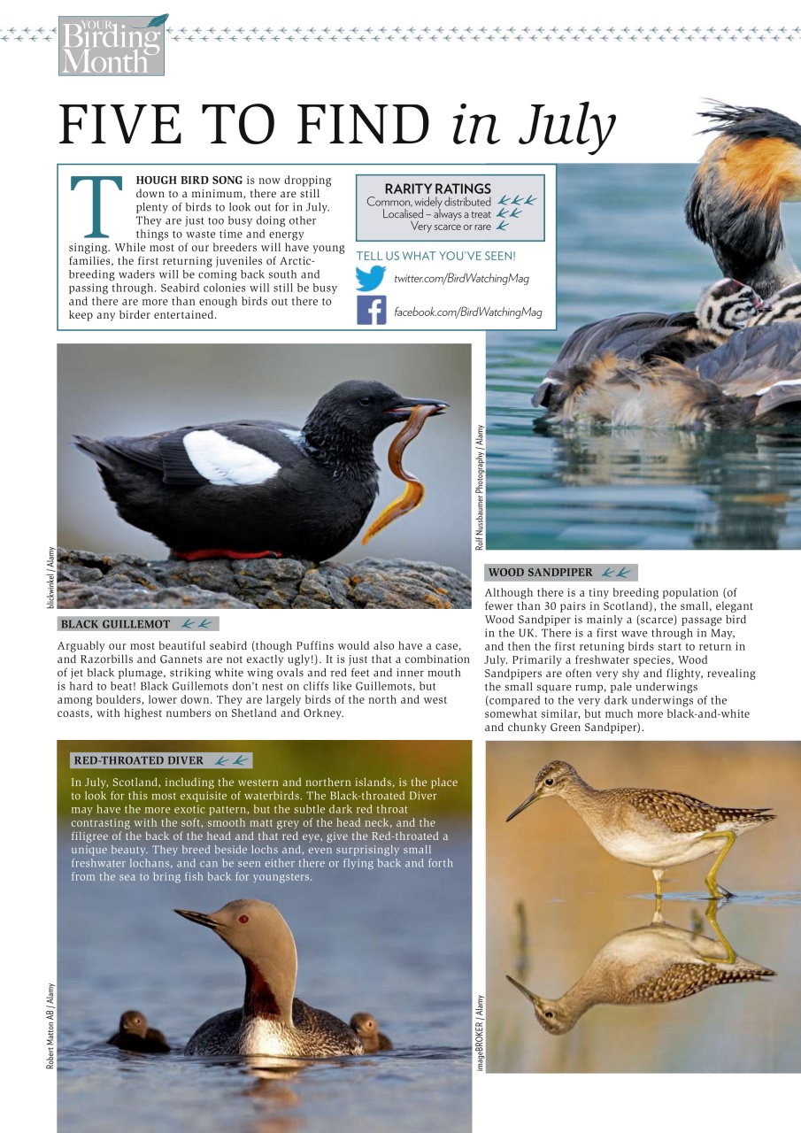 Bird Watching Preview Pages