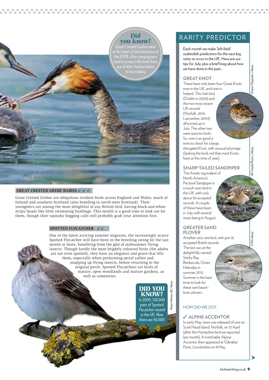 Bird Watching Preview Pages