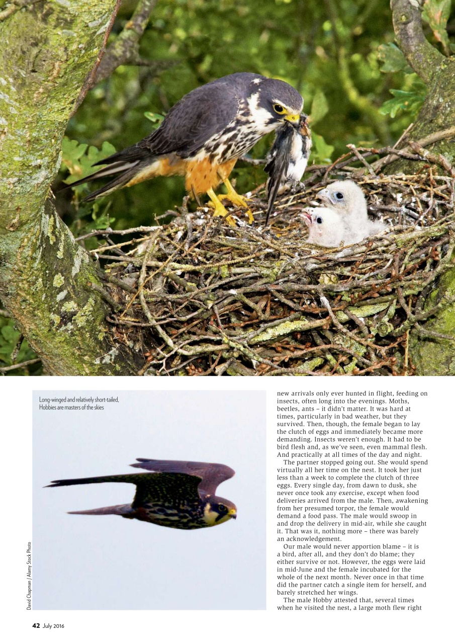 Bird Watching Preview Pages