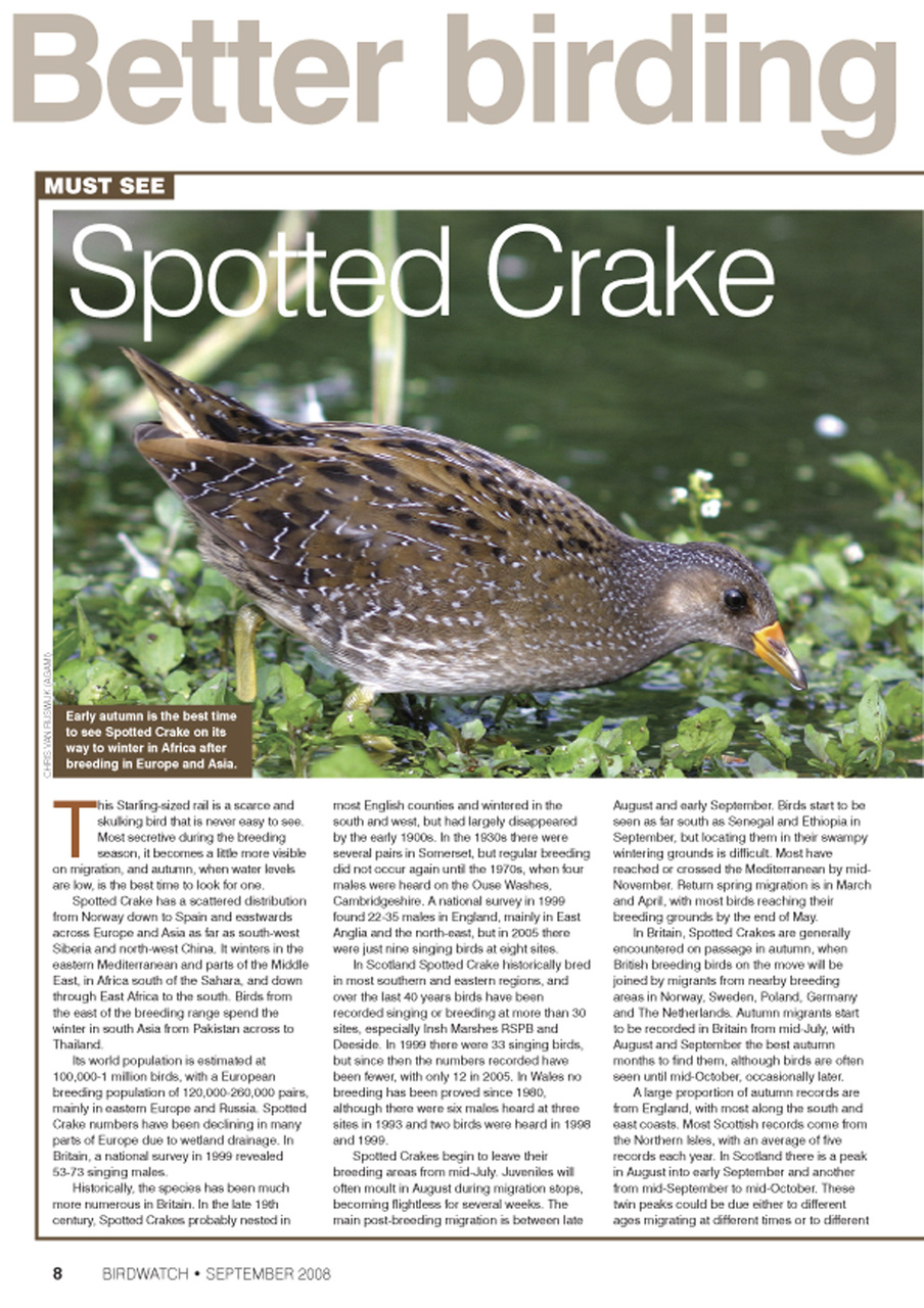 Birdwatch Magazine Preview Pages