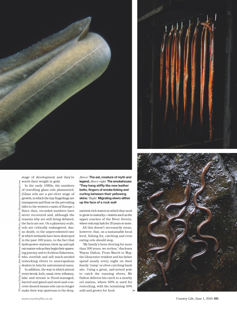 Country Life Preview Pages