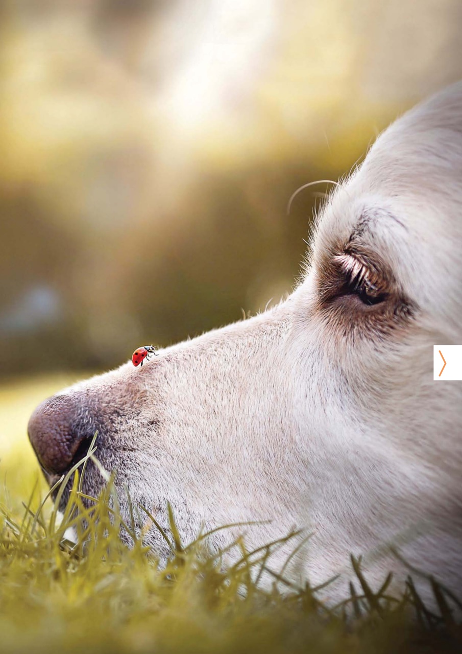 Dogs Monthly Preview Pages