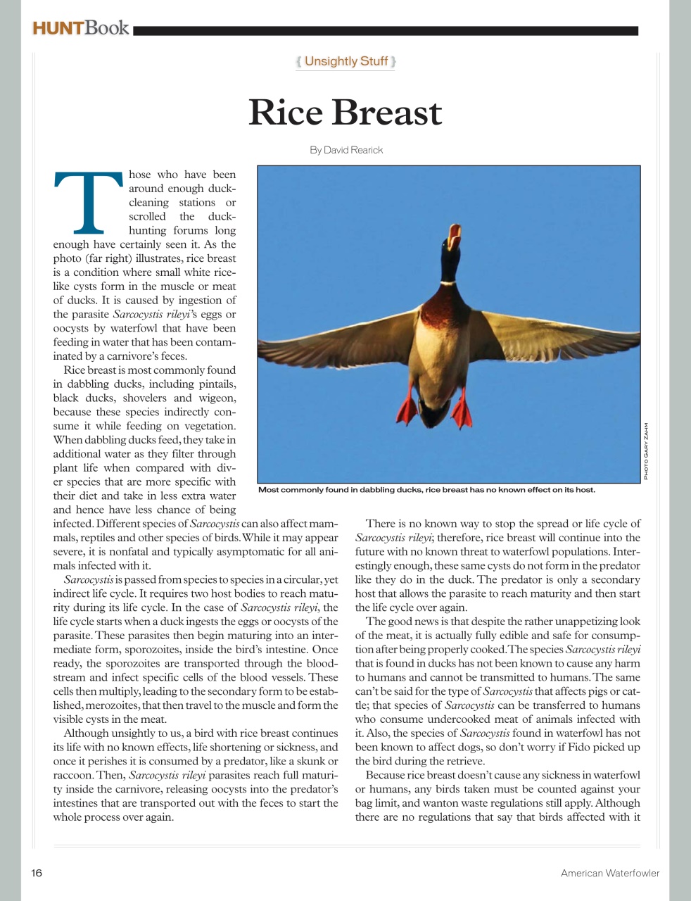 American Waterfowler Preview Pages