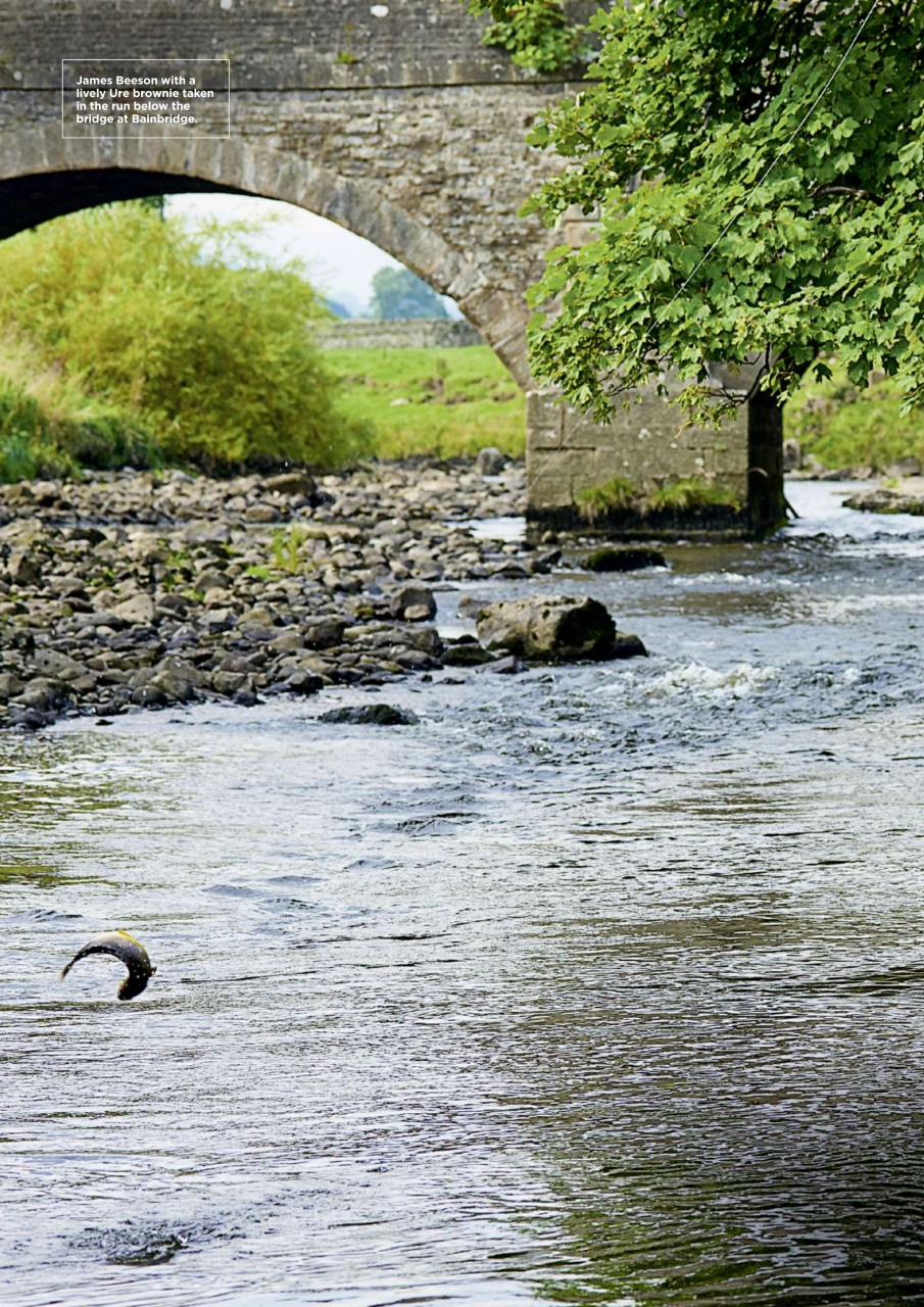 Trout & Salmon Preview Pages