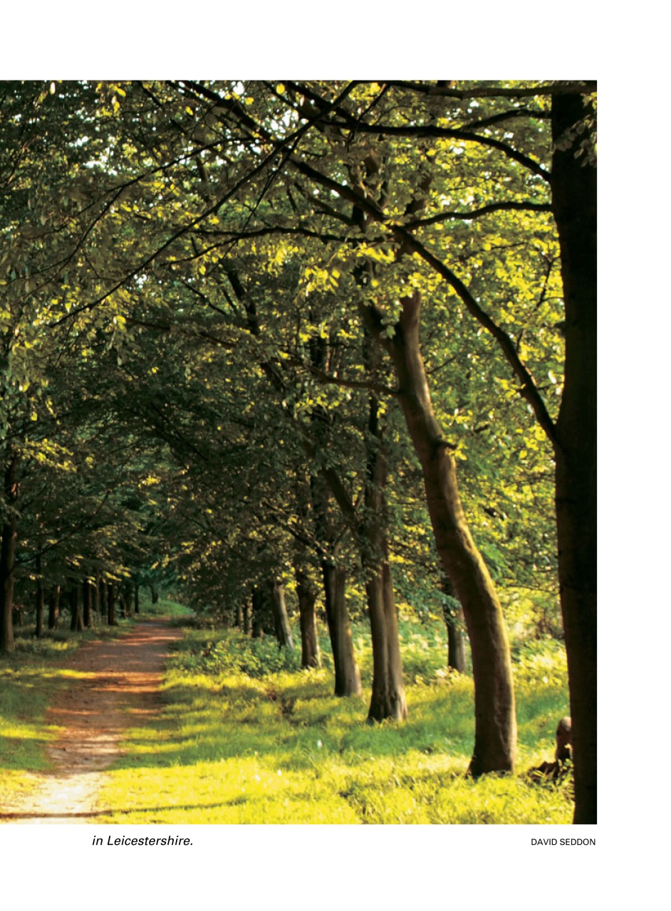 Evergreen Preview Pages