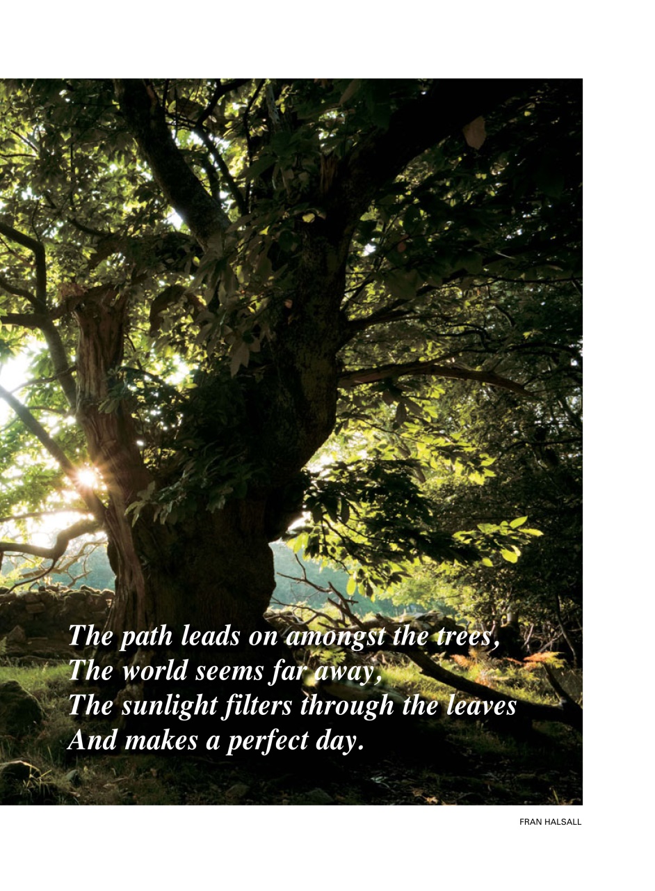 Evergreen Preview Pages