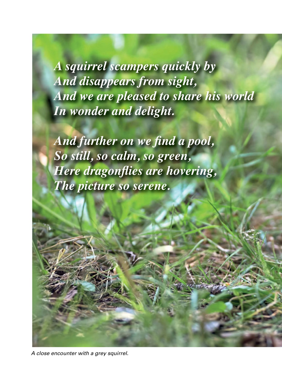 Evergreen Preview Pages