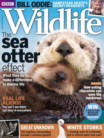 BBC Wildlife Magazine issue June 2016