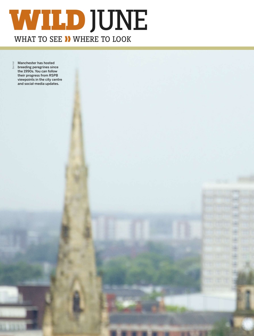 BBC Wildlife Magazine Preview Pages