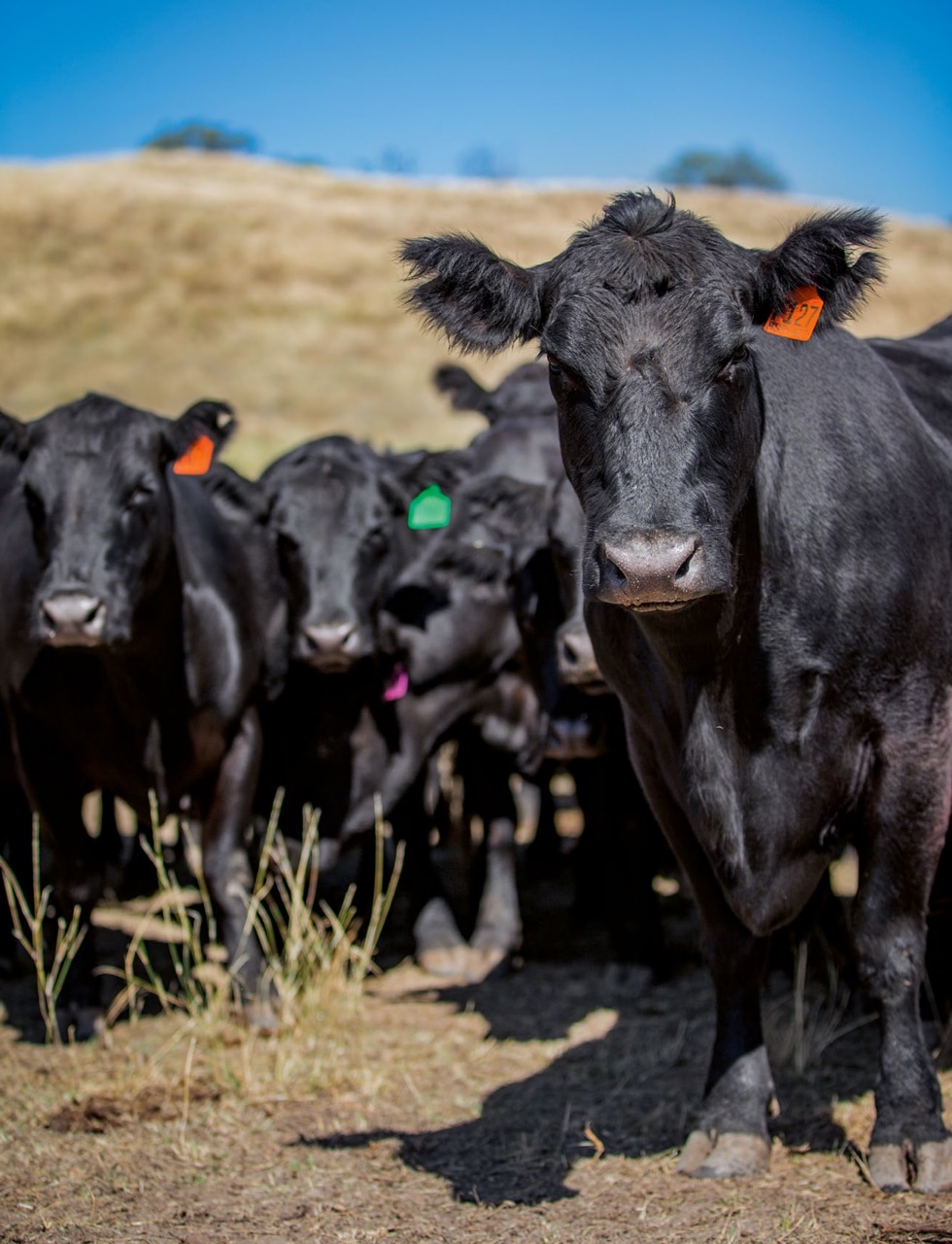 OUTBACK Magazine Preview Pages