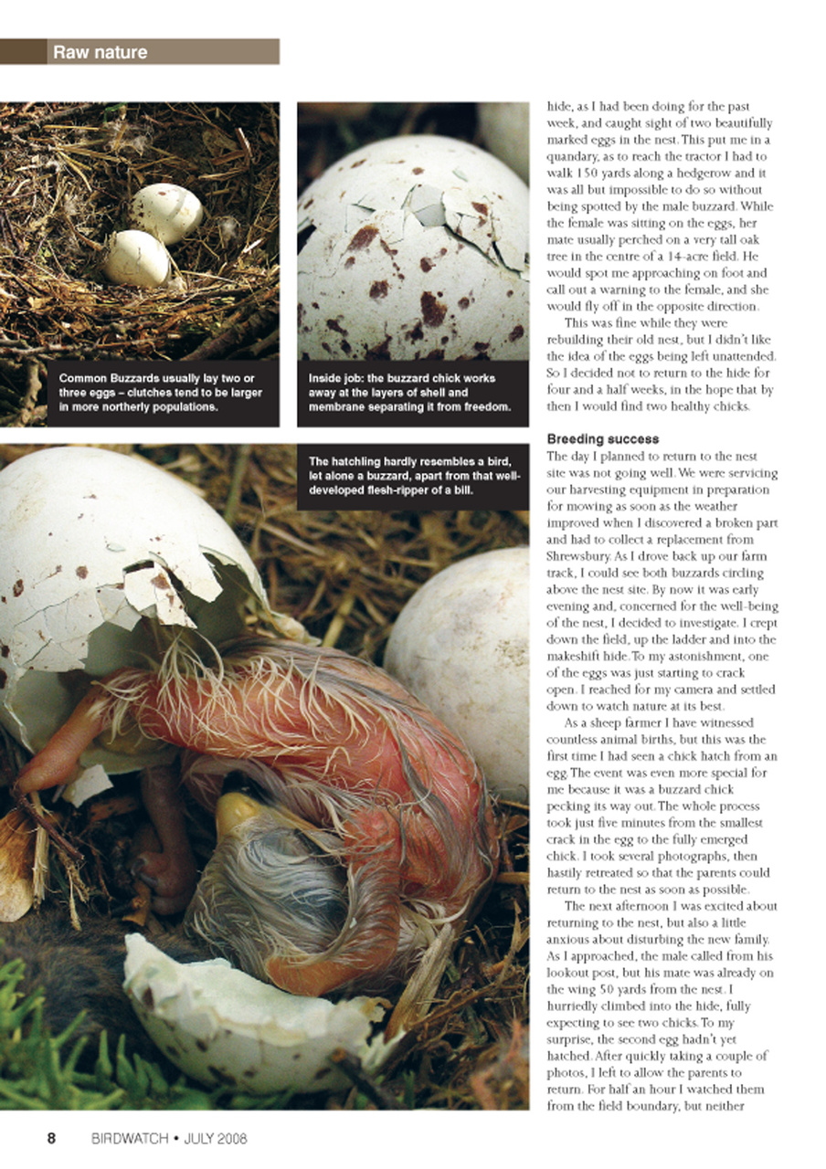 Birdwatch Magazine Preview Pages