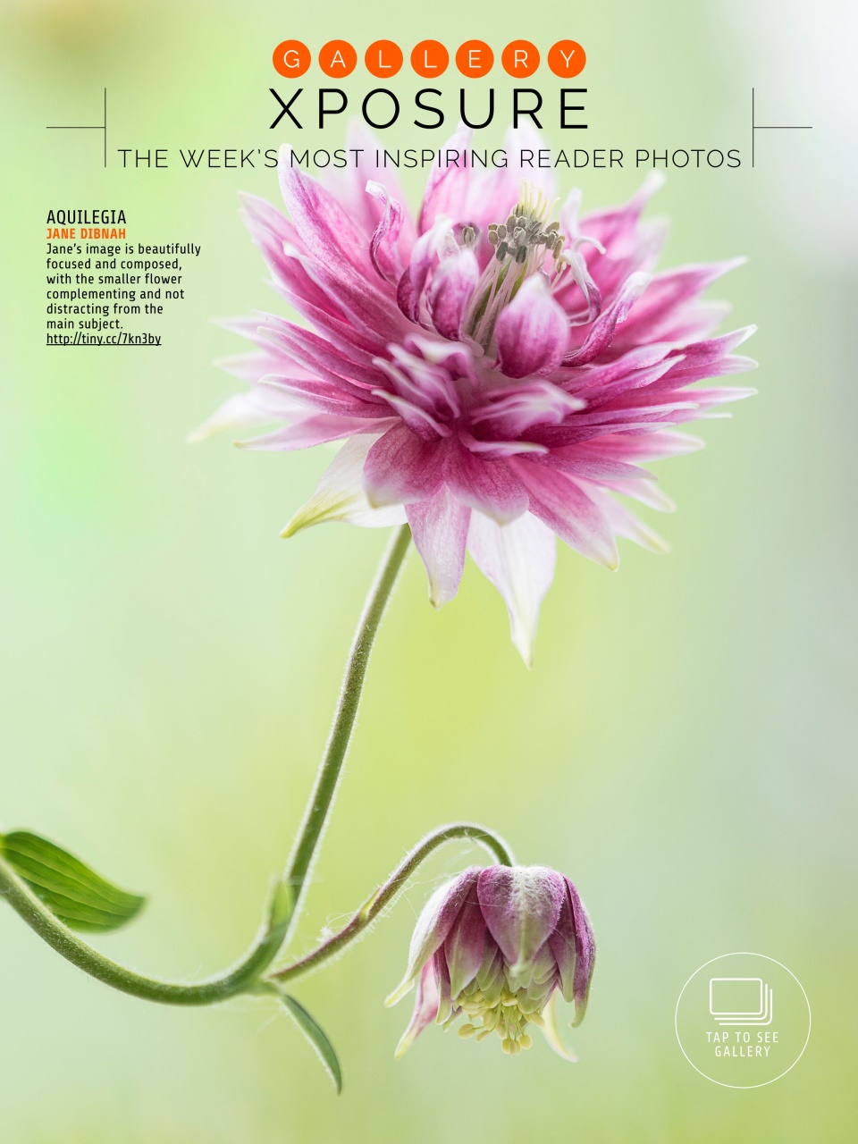 Photography Week Preview Pages