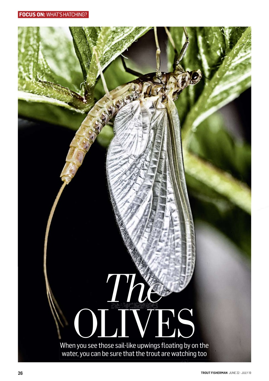 Trout Fisherman Preview Pages