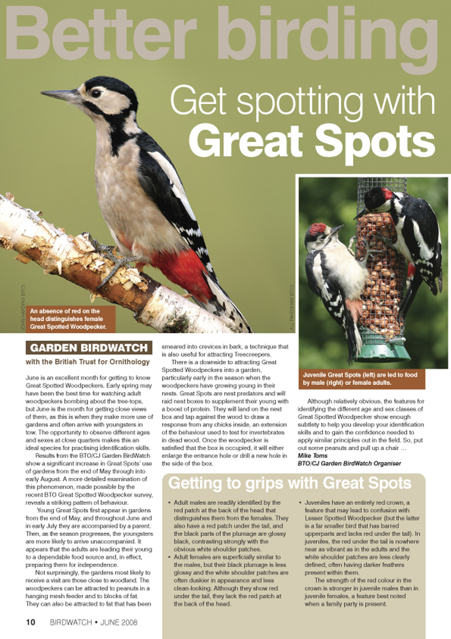 Birdwatch Magazine Preview Pages