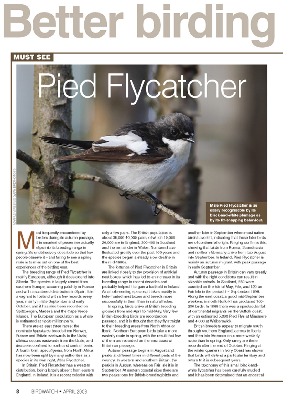 Birdwatch Magazine Preview Pages