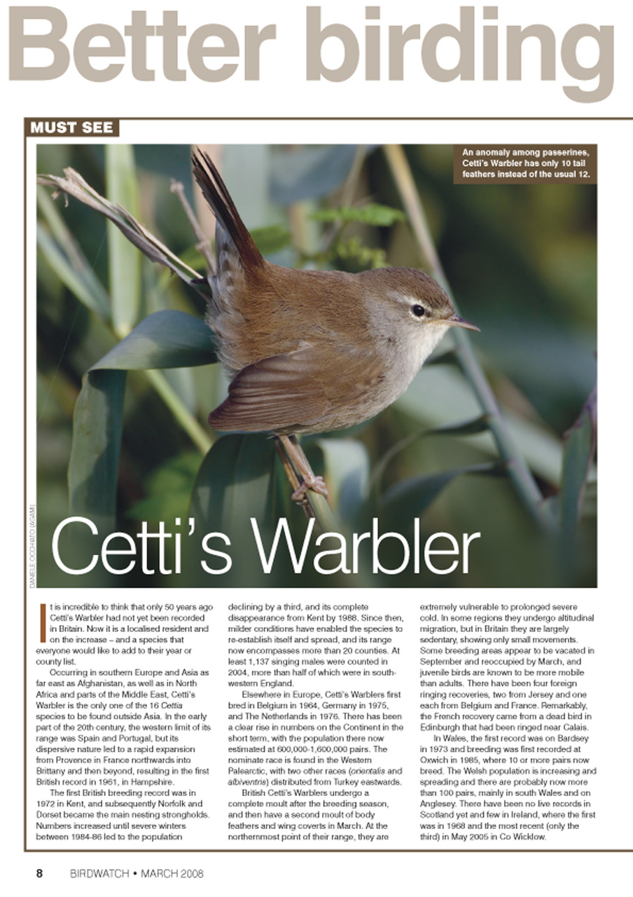 Birdwatch Magazine Preview Pages