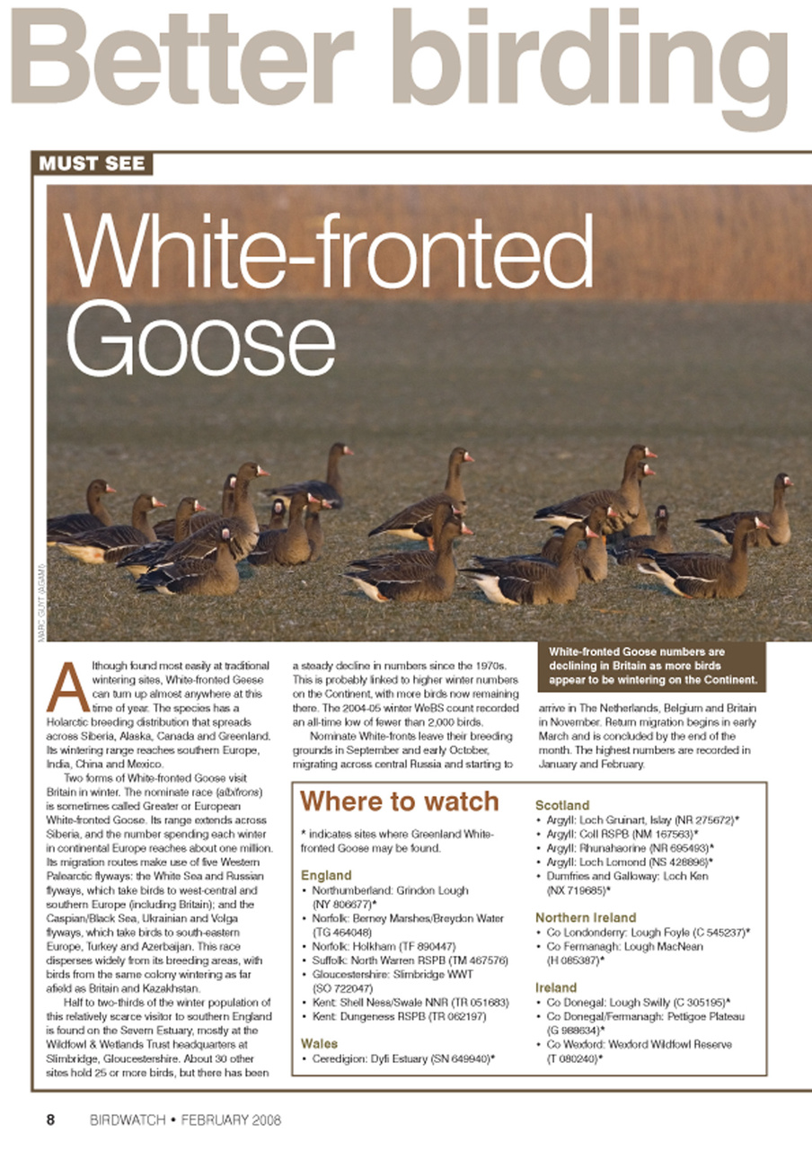 Birdwatch Magazine Preview Pages
