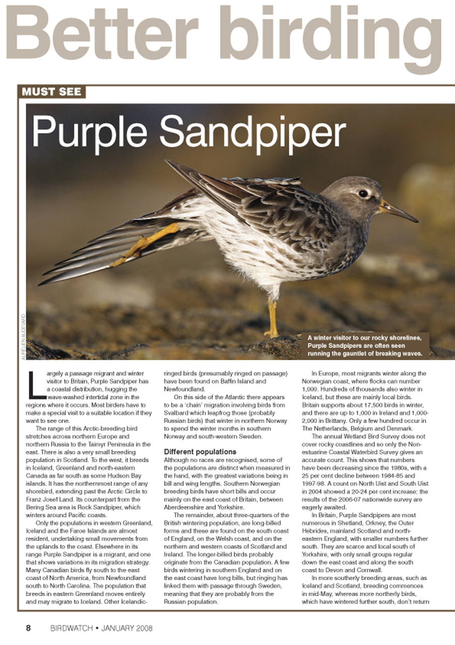 Birdwatch Magazine Preview Pages