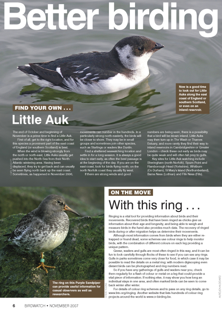 Birdwatch Magazine Preview Pages