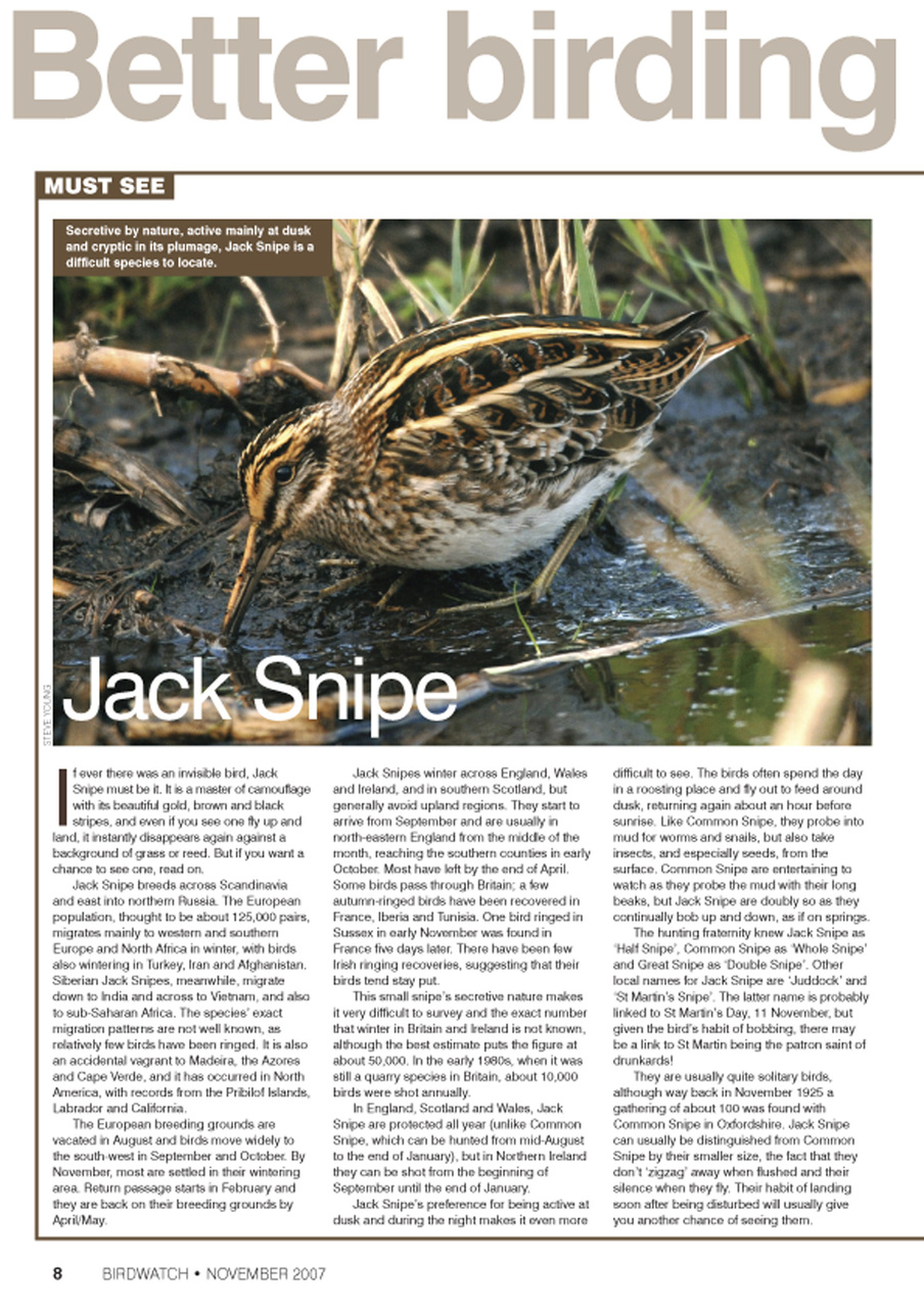 Birdwatch Magazine Preview Pages