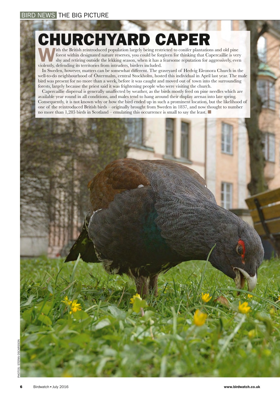 Birdwatch Magazine Preview Pages