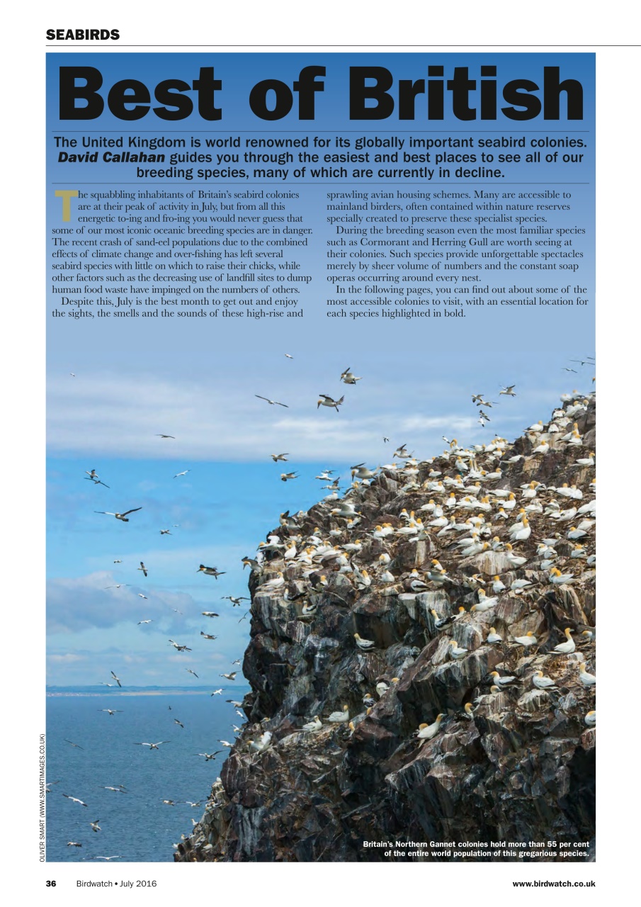 Birdwatch Magazine Preview Pages