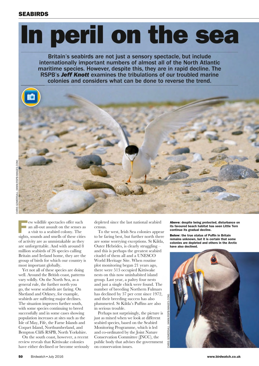 Birdwatch Magazine Preview Pages