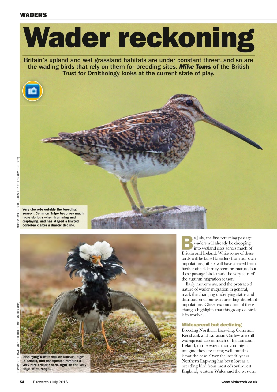 Birdwatch Magazine Preview Pages