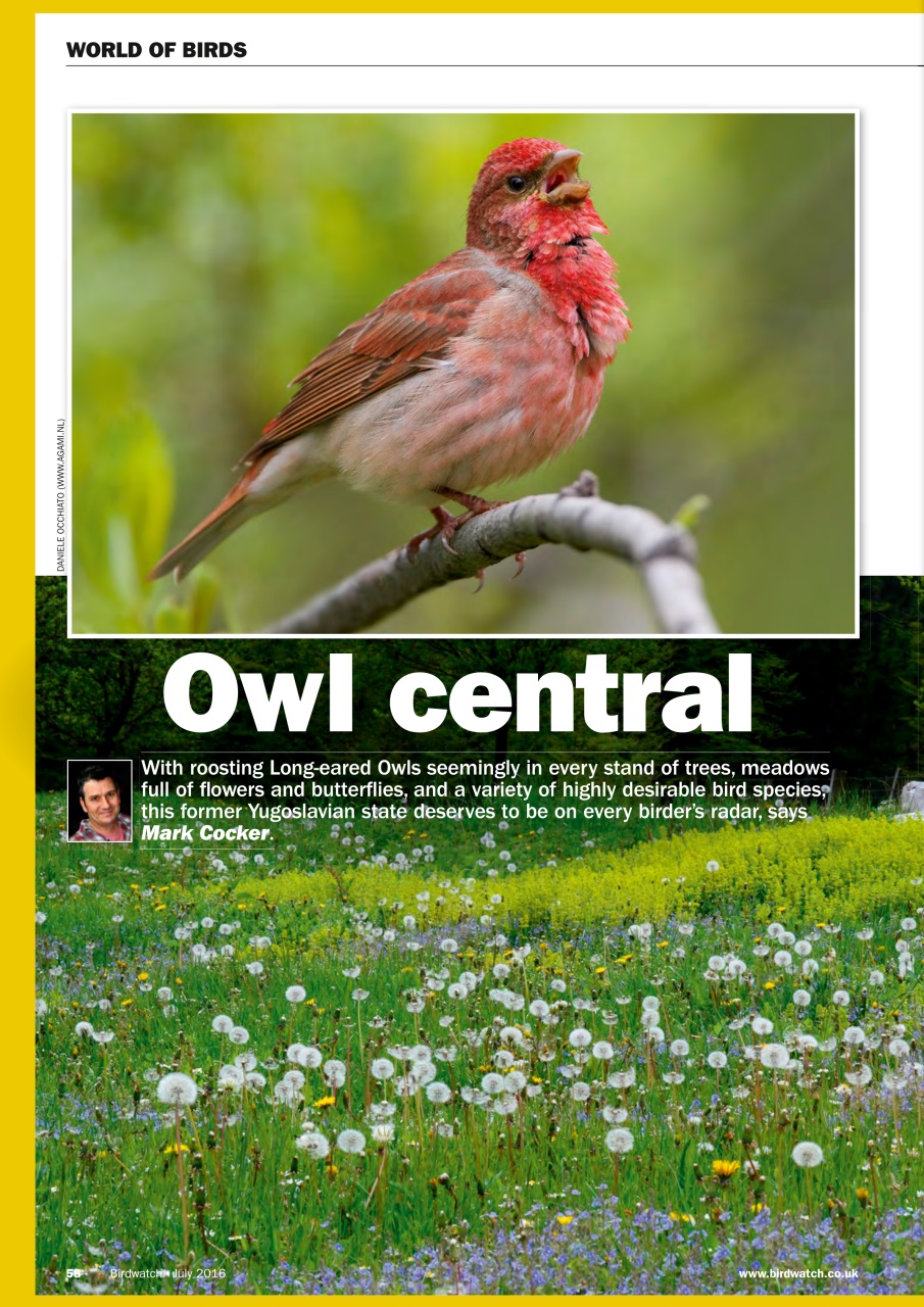Birdwatch Magazine Preview Pages