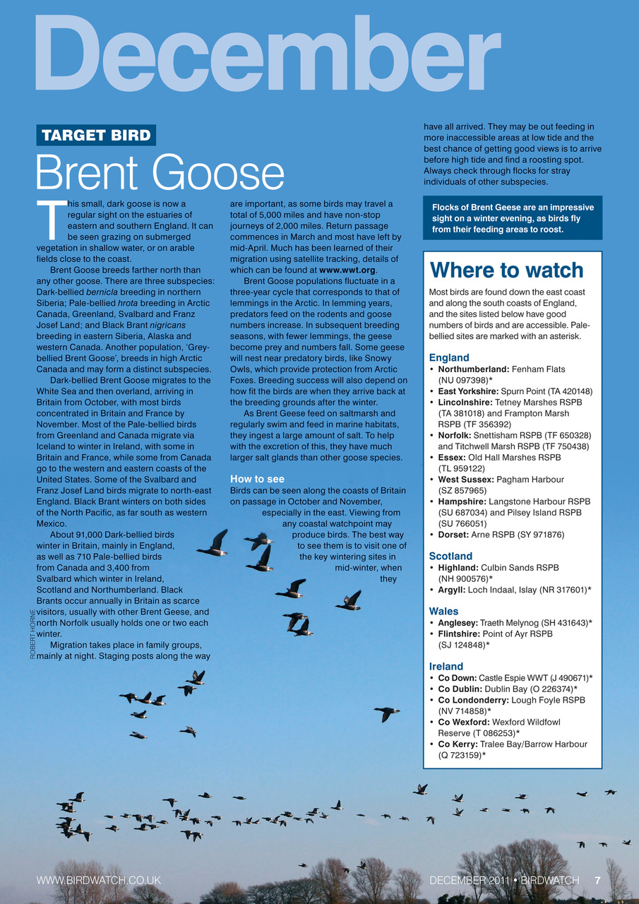 Birdwatch Magazine Preview Pages