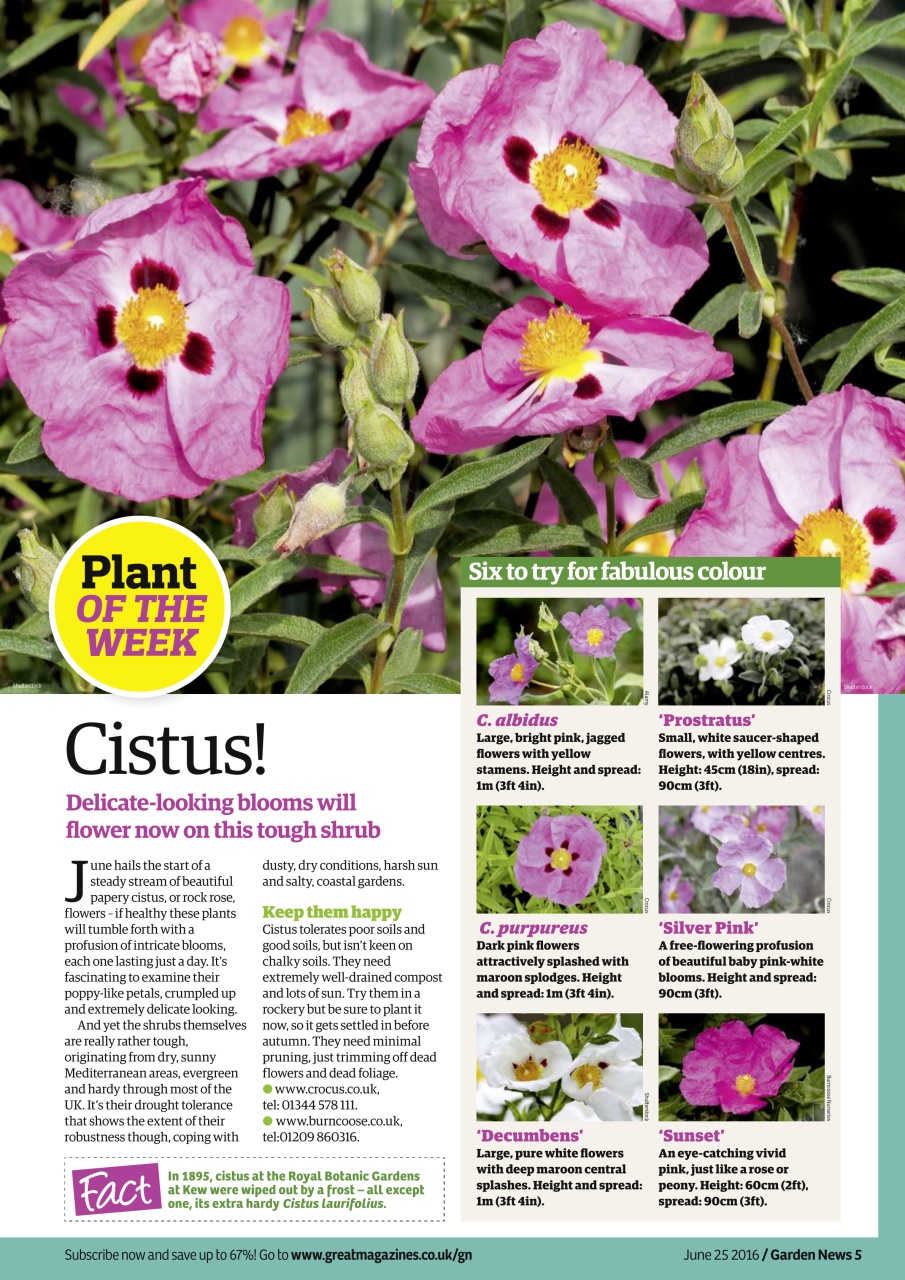 Garden News Preview Pages
