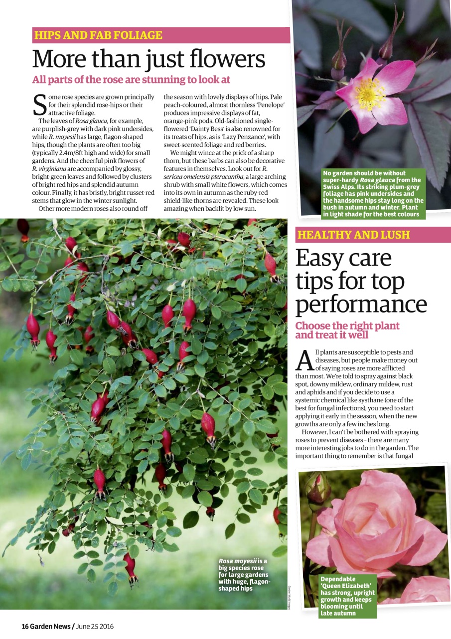 Garden News Preview Pages