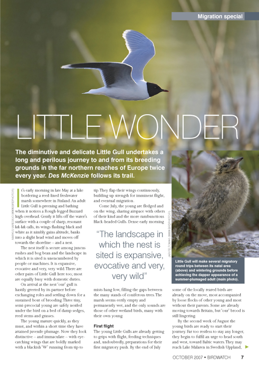 Birdwatch Magazine Preview Pages