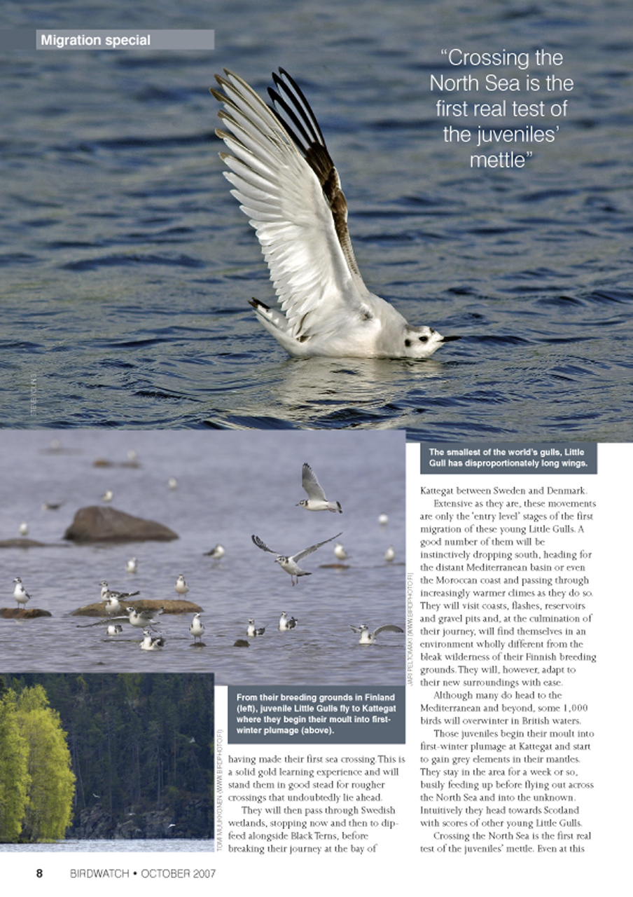Birdwatch Magazine Preview Pages