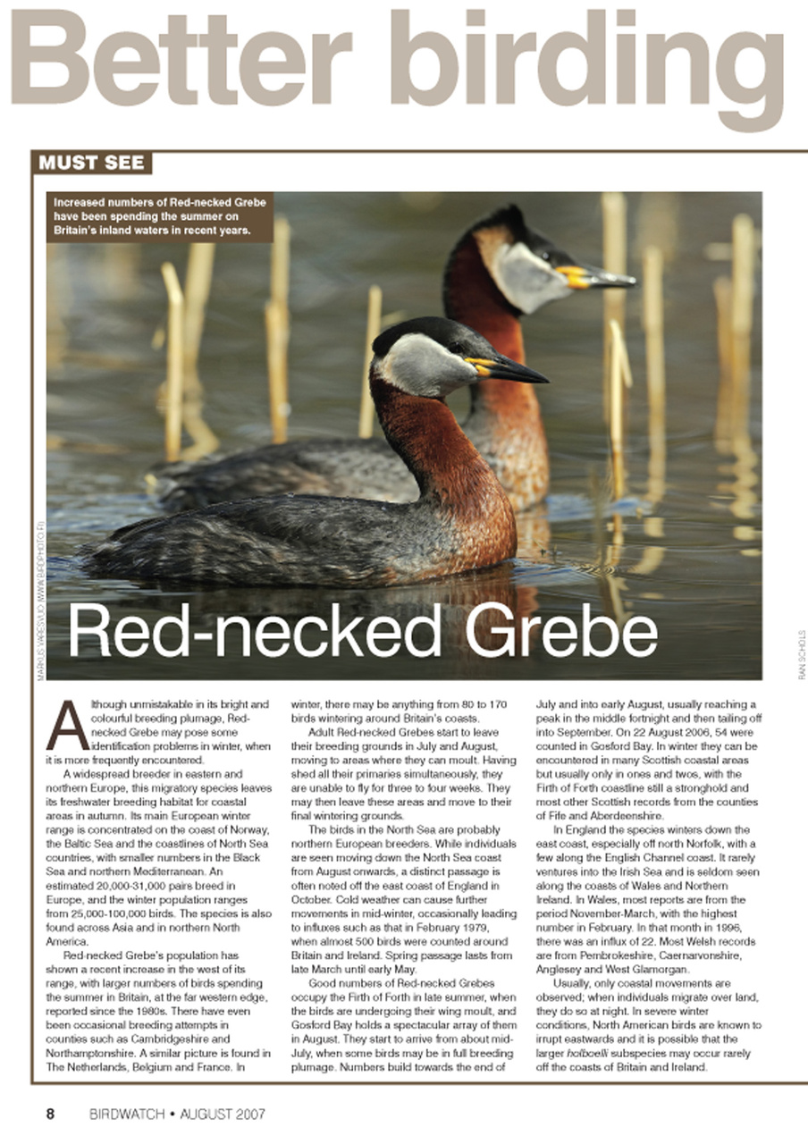 Birdwatch Magazine Preview Pages