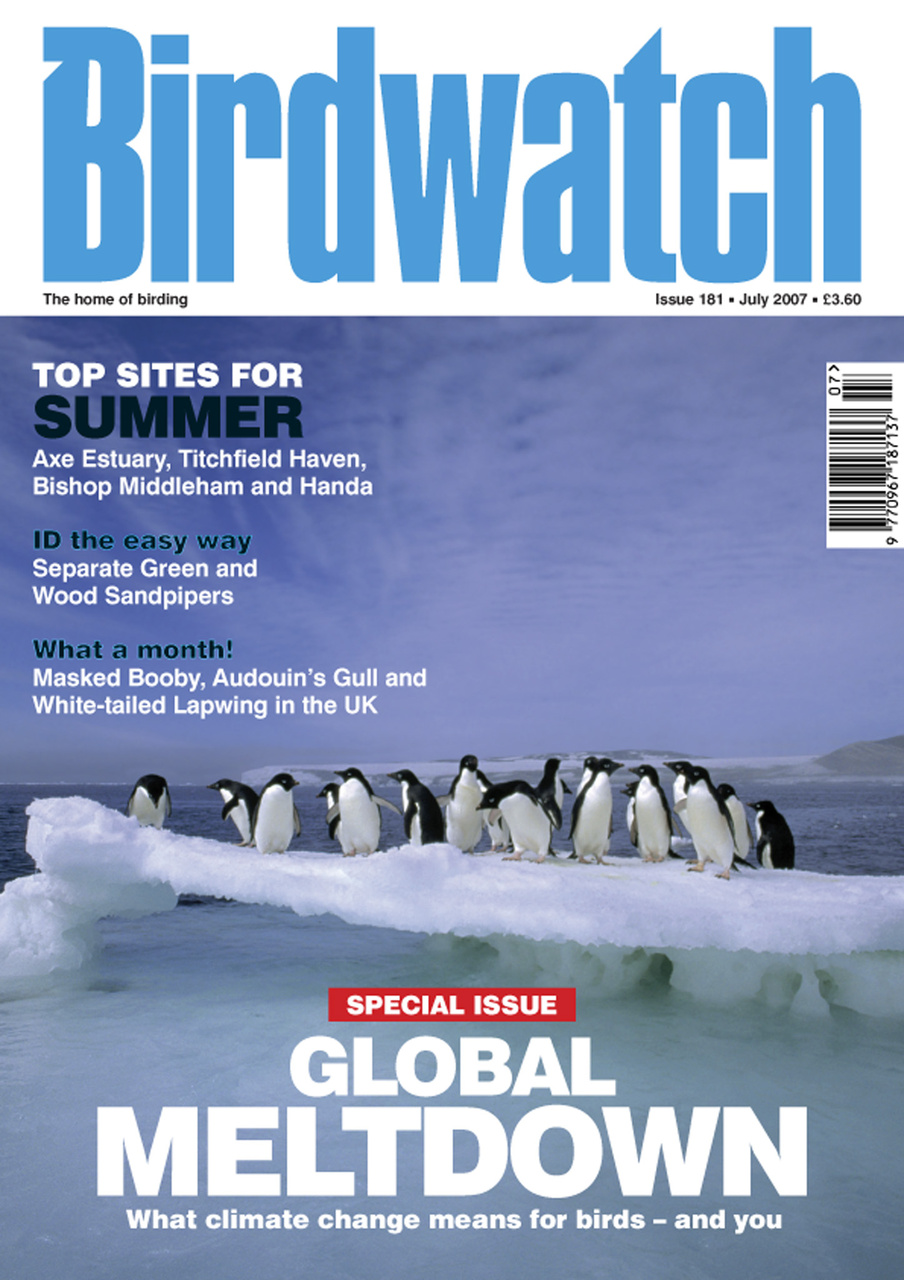 Birdwatch Magazine Preview Pages