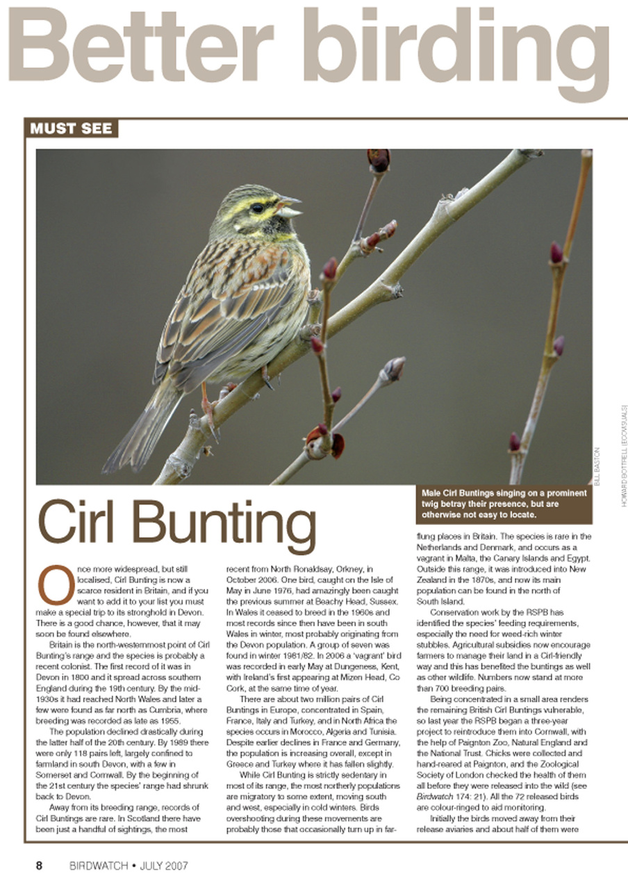 Birdwatch Magazine Preview Pages
