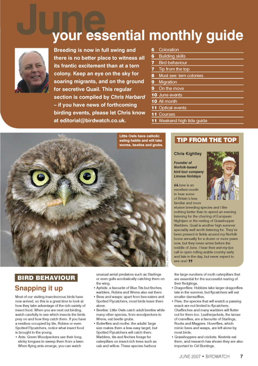 Birdwatch Magazine Preview Pages