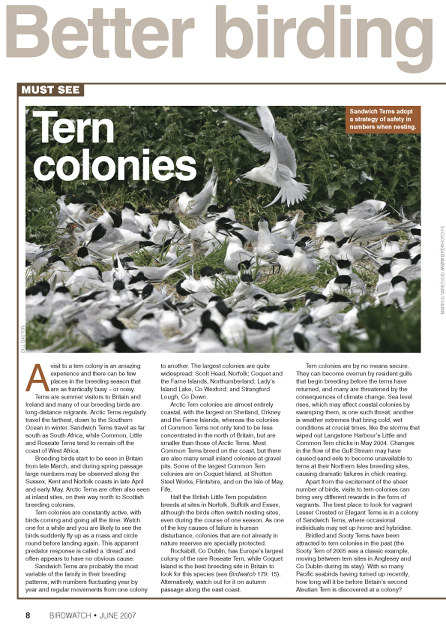 Birdwatch Magazine Preview Pages