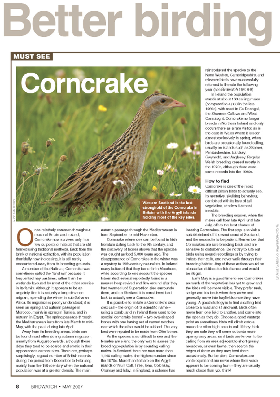 Birdwatch Magazine Preview Pages