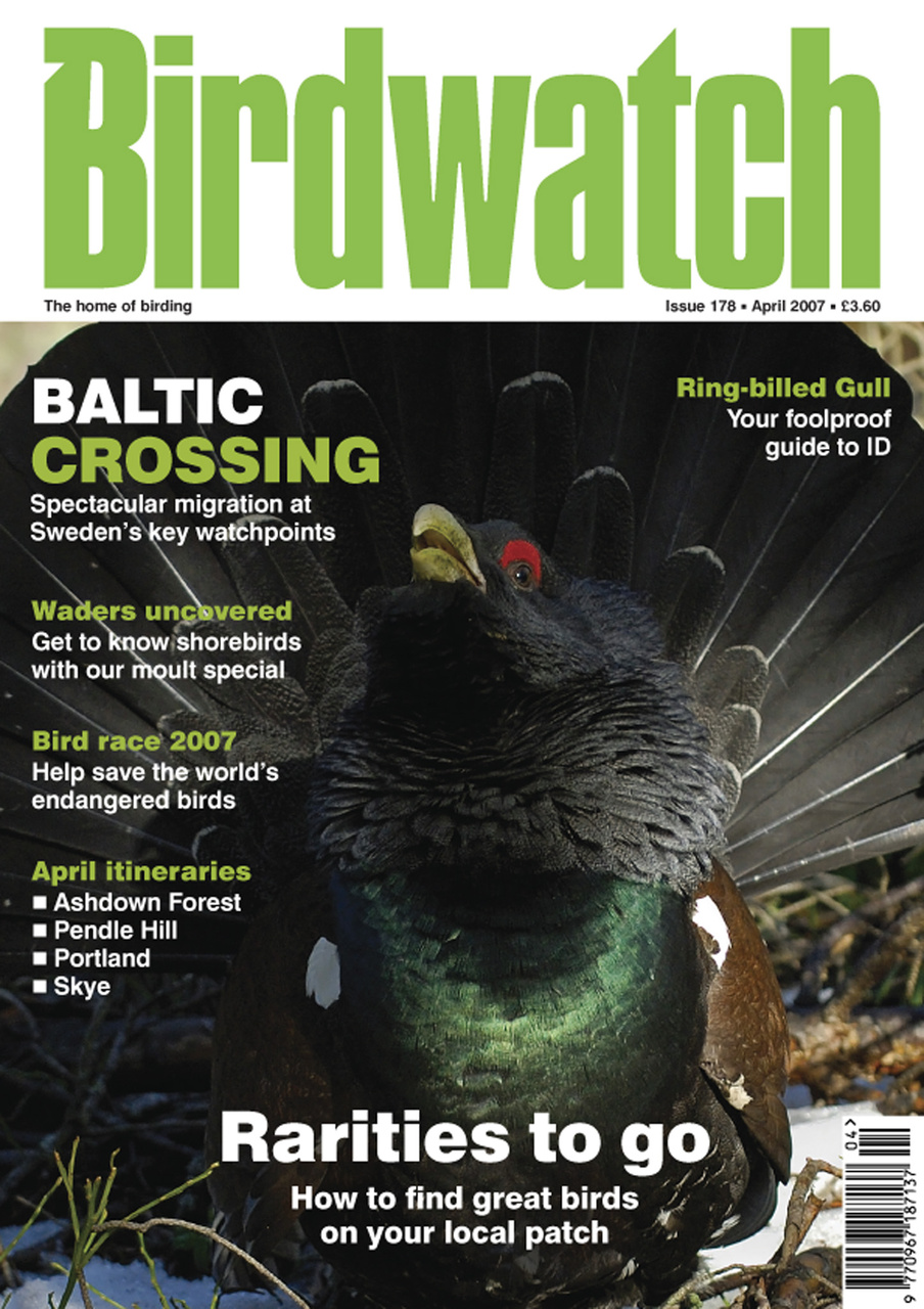 Birdwatch Magazine Preview Pages