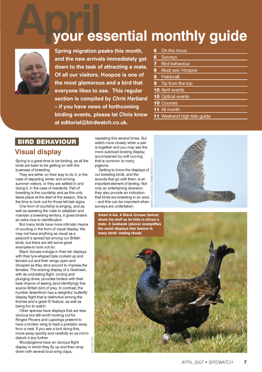 Birdwatch Magazine Preview Pages