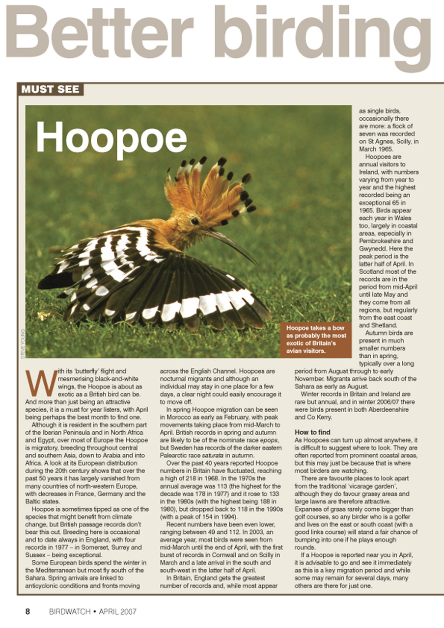 Birdwatch Magazine Preview Pages