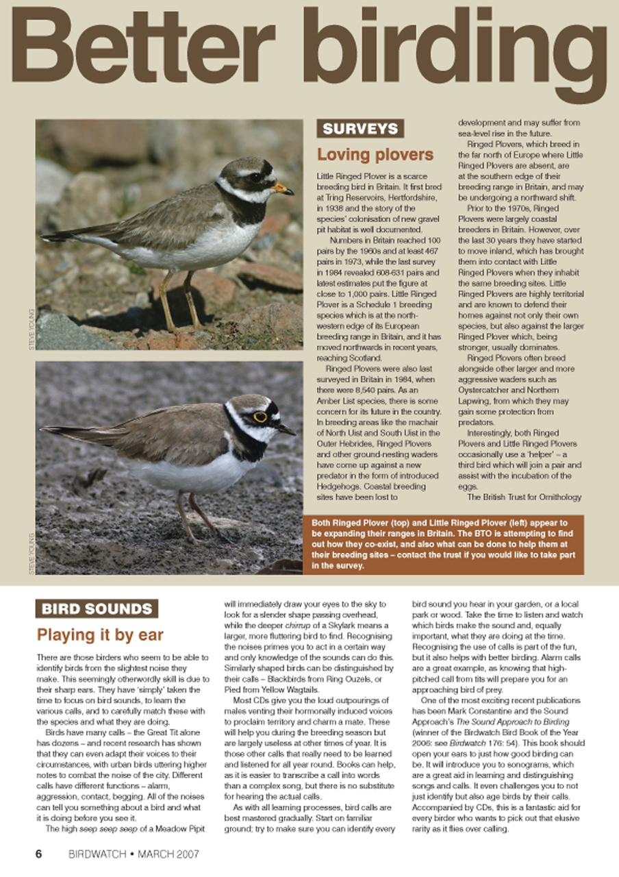 Birdwatch Magazine Preview Pages