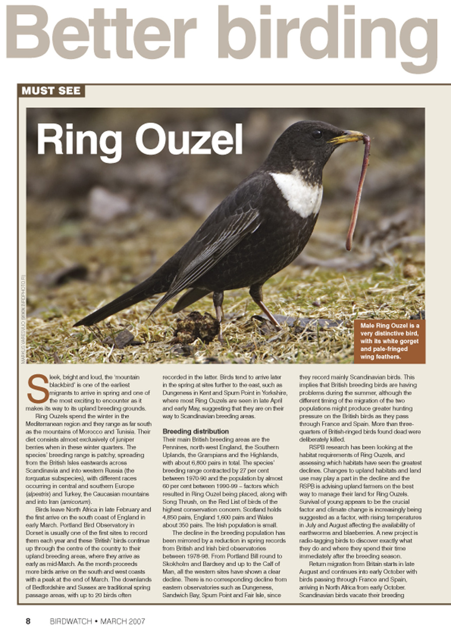 Birdwatch Magazine Preview Pages