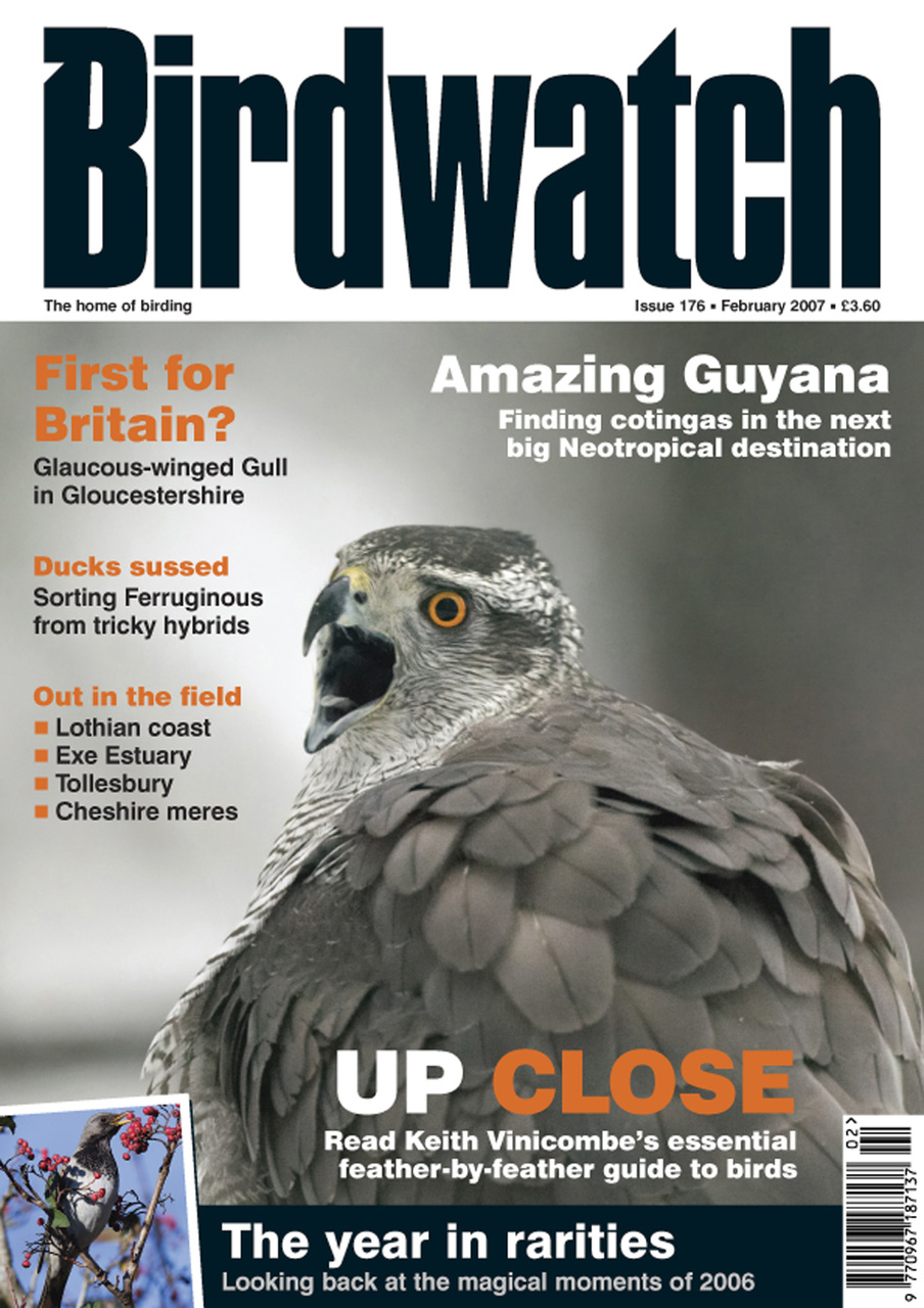 Birdwatch Magazine Preview Pages